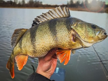 Профессор Perch Faping Craw 2 '5 см. Микс 6 ПК.