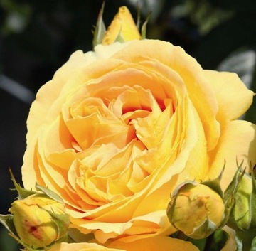 Ароматная английская лимонная роза.