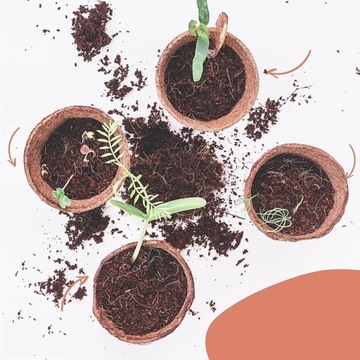 СТАРТОВЫЙ НАБОР ДЛЯ ВЫРАЩИВАНИЯ ДЕРЕВЬЕВ БОНСАЙ И АКСЕССУАРЫ