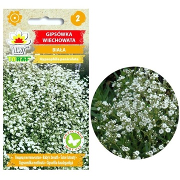 Gipsówka BIAŁA Wiechowata Nasiona na kwiaty bukiet