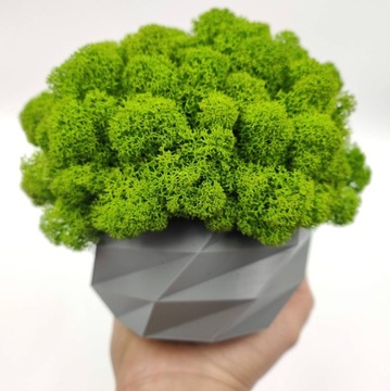 Вазон с мхом хроботек, 18 см, мох хроботек в сером горшке, 3D печать