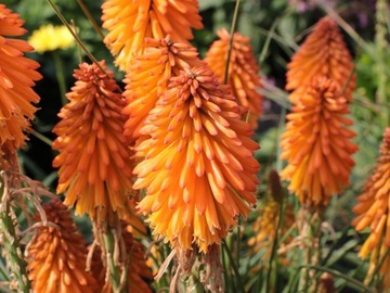 Trytoma groniasta Poco Orange - płonąca pochodnia