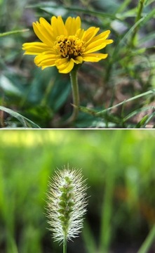 Макрообъектив APEXEL для iPhone и других устройств APL-HB100CPL