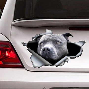 Naklejka Niebieska naklejka na samochód Pitbull