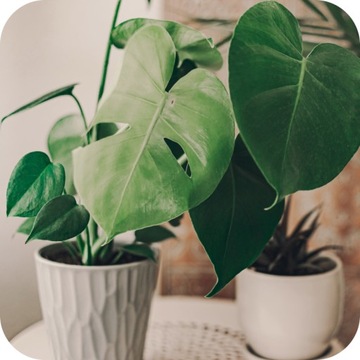 ЖИДКОЕ УДОБРЕНИЕ 1л ДЛЯ ЗЕЛЕНЫХ РАСТЕНИЙ ФЛОРОВИТ 1кг КОНЦЕНТРАТ