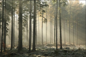 Fototapeta 3d las drzewa słońce jadalnia 300x450
