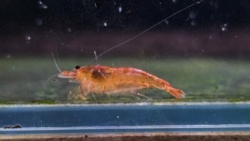 Креветка на GLONES caridina очиститель аквариума MIX COLOURS