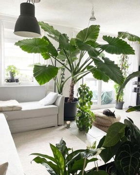 ЗЕМЛЯНОЙ СУБСТРАТ ДЛЯ ДОМАШНИХ ЗЕЛЕННЫХ РАСТЕНИЙ MONSTERY ZAMIOKULCASA PALM 20л