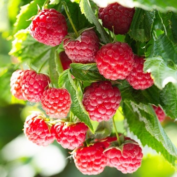 МАЛИНА СУЛИМИРОВАННАЯ 100г, ЦЕЛАЯ БЕЗ КОНСЕРВАНТОВ