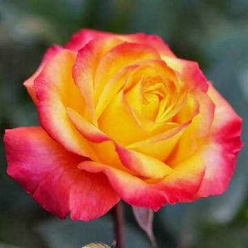 Двухцветная крупноцветковая роза