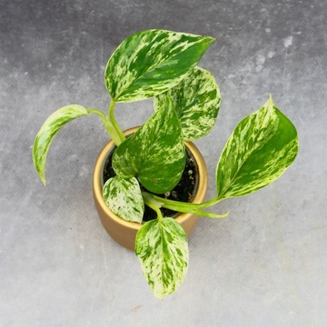 Epipremnum Marble Queen marmurkowy maluszek DØ6cm