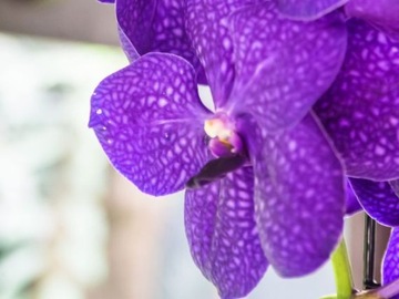 КОНДИЦИОНЕР УДОБРЕНИЯ ОРХИДЕЯ АППЛИКАТОР ORCHID STRONG