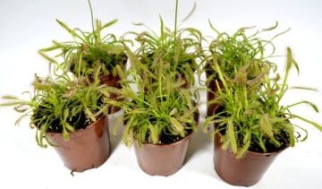 РОСИЧКА, сорт DROSERA CAPENSIS RARYTAS