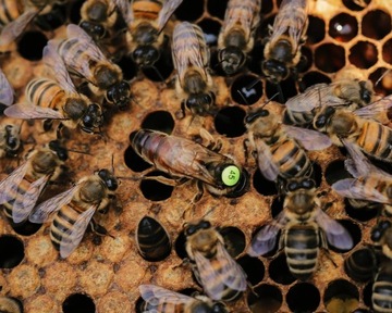 BuckFast KB Пчелиная матка