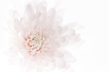 Fototapeta PEONIE PIWONIE KWIATY P07 490x260