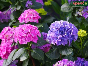 AGRECOL HORTIFOSKA КОНДИЦИОНЕР УДОБРЕНИЕ ДЛЯ РОДОДРОНОВ, ГИДРЕНЧИКОВ, АЗАЛИЙ, УТЕПЛИТЕЛЕЙ