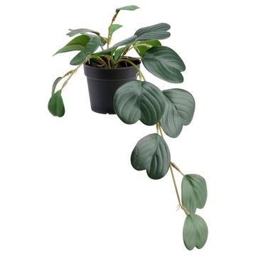 IKEA FEJKA peperomia roślina sztuczna jak żywa