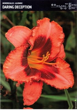 Kłącze Liliowiec Hemerocallis Daring Deception 1szt