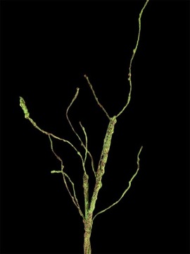 ВЕТКА, ДЕКОРАТИВНАЯ, ДЕКОРАТИВНАЯ ПЕНА, ИСКУССТВЕННЫЙ КОРЕНЬ ДЛЯ ВАЗЫ