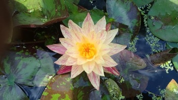 Lilia Wodna GRZYBIEŃ Nymphaea Paranee do oczka