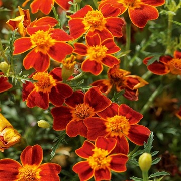 Aksamitka wąskolistna Paprika nasiona 0,5g Piękne żółto-czerwone kwiaty