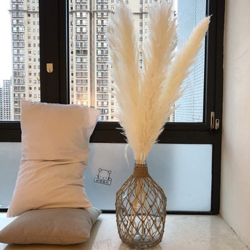 TRAWA PAMPASOWA SUSZONA DO WAZONU OZDOBNA PAMPASY