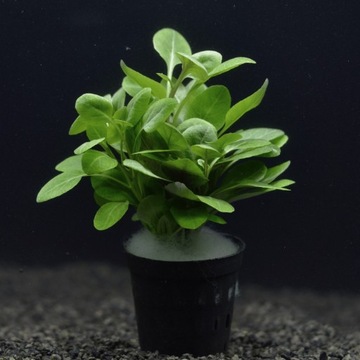 МИНИ-РАСТЕНИЕ LOBELIA CARDINALIS ДЛЯ АКВАРИУМА XXL