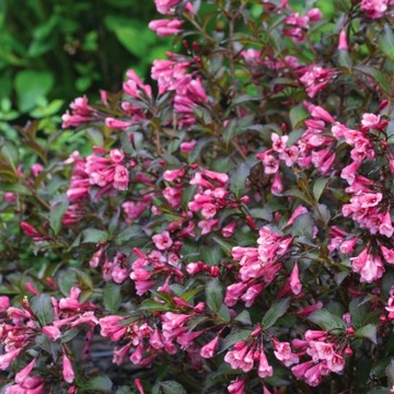 Krzewuszka cudowna 'Ruby Queen'