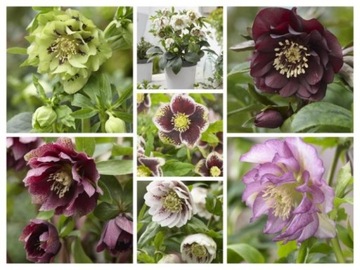Zestaw 5 sztuk Zimozielonych Ciemierników Helleborus