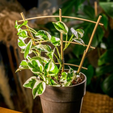 БАМБУКОВАЯ ЛЕСТНИЦА, ТРОЙНАЯ ОПОРА ДЛЯ РАСТЕНИЙ, 26 см