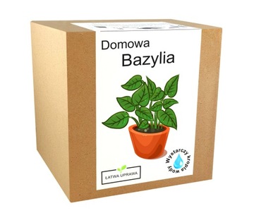 Zestaw do uprawy BAZYLIA nasiona przyprawy bazylii