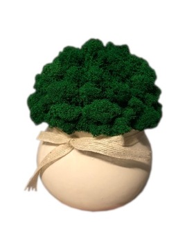 Chrobotek w doniczce dekoracja DOM PREZENT