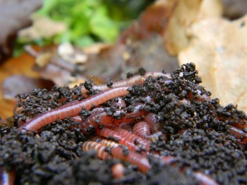 Смесь дождевых червей Dendrobena Red Worms, 1000 шт.