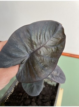 Colocasia Black Magic