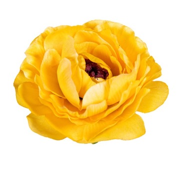 Kamelka główka żółta