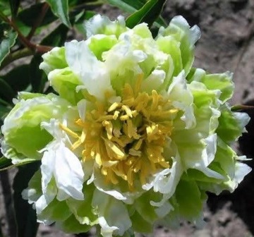 Piwonia GREEN HALO Paeonia odmiana kolekcjonerska BIAŁO-ZIELONE KWIATY