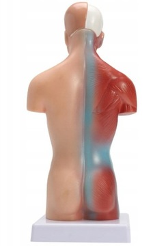 АНАТОМИЧЕСКАЯ МОДЕЛЬ ТЕЛА ЧЕЛОВЕКА ОРГАНЫ ЧЕЛОВЕКА АНАТОМИЯ ТОРСА ЧЕЛОВЕКА