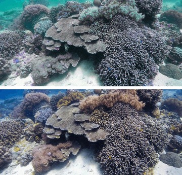 Фильтр для воды MAGENTA Фильтр для воды для DJI ACTION 2