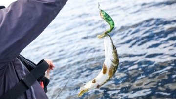 ABU GARCIA SZ McPerch Shad 9cm - Smoking Hot Pike