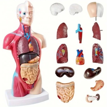 Model Anatomický pro člověka 12 vyjímatelných částí Vzdělávací expozice