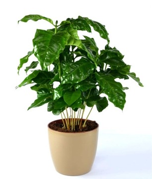 DRZEWKO KAWOWE (COFFEA ARABICA) 4 NASIONA
