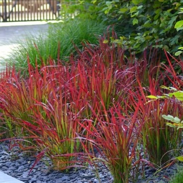 Trawa Imperata cylindryczna RED BARON