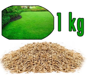 TRAWA KOSTRZEWA TRAWNIKOWA na trawnik 1kg