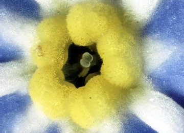 Микроскоп Delta Optical Biolight 100 белый, 5 препаратов