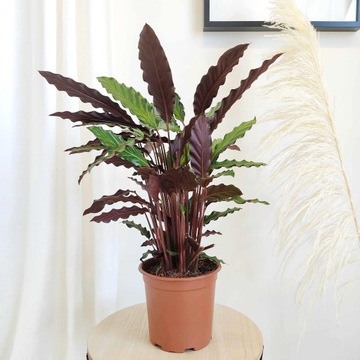 Kalatea falistolistna Calathea Rufibarba DUŻA