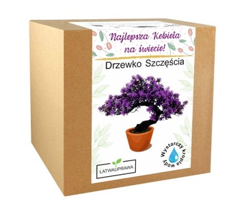 Prezent na Dzień Kobiet drzewko szczęścia bonsai kwiatek dla dziewczyny