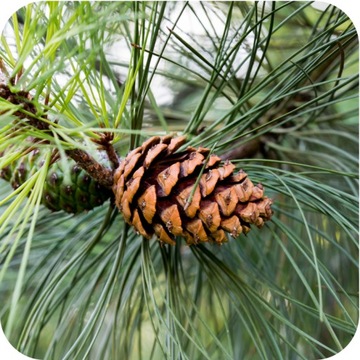 УДОБРЕНИЕ ДЛЯ ХВОЙНЫХ ROSAFERT 25кг NPK 12/12/17 ГРАНУЛЯТЫ ДЛЯ ХВОЙНЫХ TJE THUJE