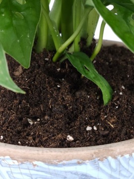 Грунт для субстрата ZAMIOKULKAS 5л