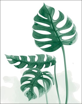 Plakat obraz na ścianę 40 x 50 MONSTERA
