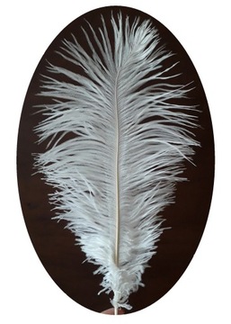Strusie pióro BIAŁE 30/35cm